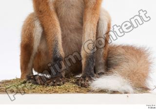 Fox  2 leg 0001.jpg